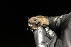 Evening bat