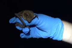 Big Brown Bat