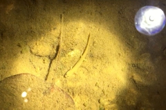 Salamander