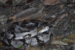 Timber Rattlesnake