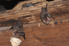 Rafinesque's Big-eared Bats