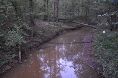 Mist Netting Lynn Creek