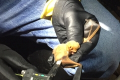 Eastern Red Bat