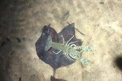 Crayfish