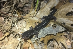 Slimy Salamander