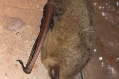 PESU